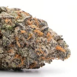 OG Ringo cannabis strain