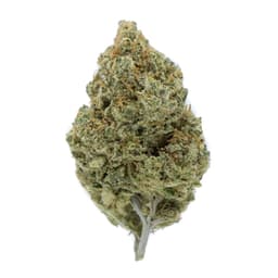 OGKB 2.2 cannabis strain