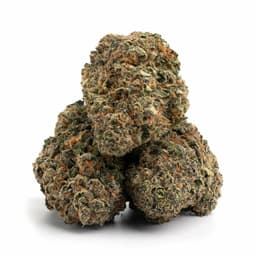 OGKB Blueberry Headband cannabis strain