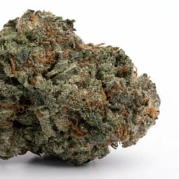 OGKB x Original Z cannabis strain