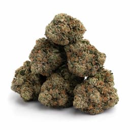 OGKZ cannabis strain