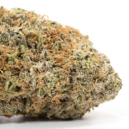 Obama OG cannabis strain