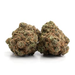 Obi Wan OG Kush cannabis strain