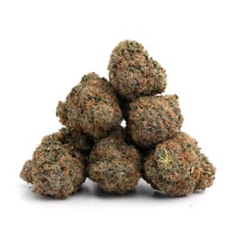 Octane Mint Sorbet cannabis strain