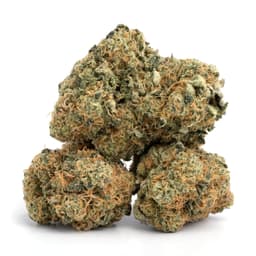 Odyssey OG cannabis strain