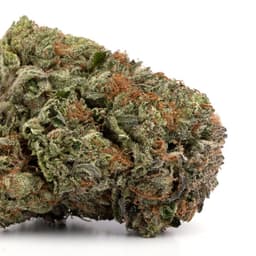 Ogre cannabis strain
