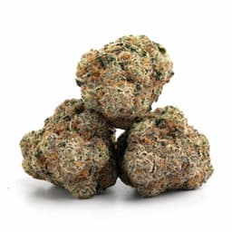 Old World Paki Kush cannabis strain