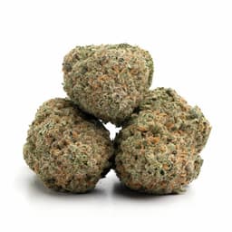 Olympic Kush cannabis strain