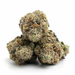 Opal OG Kush cannabis strain