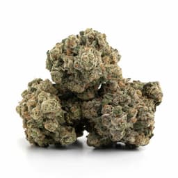 Orange Ade cannabis strain