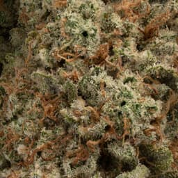 Orange Blossom Trail cannabis strain