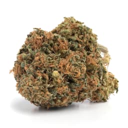 Orange Fruity P cannabis strain