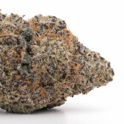 Orange Z cannabis strain