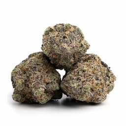 Pakistani Chitral Kush cannabis strain