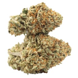 Pancakes cannabis strain