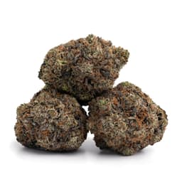 Panda Kush cannabis strain