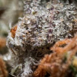 Permafrost OG cannabis strain