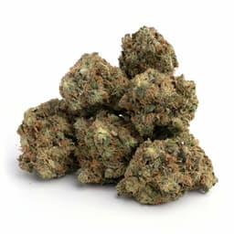 Pineapple Tonic cannabis strain