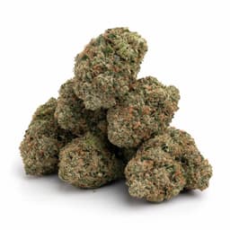 Platinum GSC cannabis strain