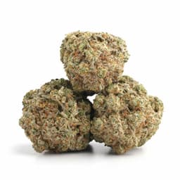 Platinum Headband cannabis strain