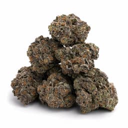 Platinum OG Diesel cannabis strain