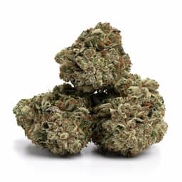Platinum Rider cannabis strain