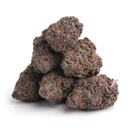 Pre 98 Master Kush cannabis strain