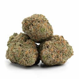Princess Haze cannabis strain
