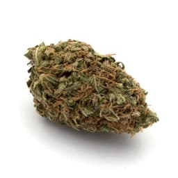 Pure Kush cannabis strain