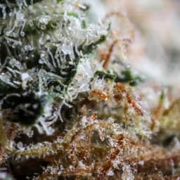 Purple Afghani cannabis strain