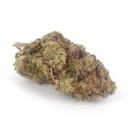Purple Amnesia cannabis strain