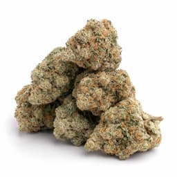 Purple Bomb cannabis strain