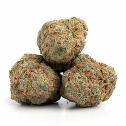 Purple Bud cannabis strain