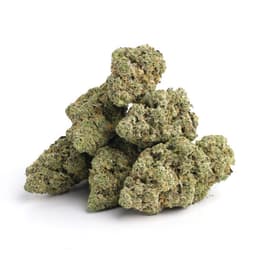 Purple Crack cannabis strain