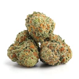 Purple Diablo cannabis strain