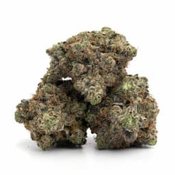 Purple Dream cannabis strain