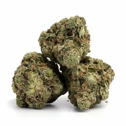 Purple Gusher cannabis strain