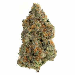 Purple Lamborghini cannabis strain