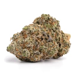 Purple Legend cannabis strain