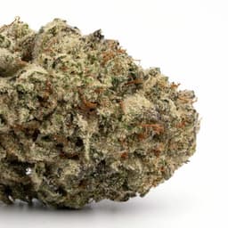 Purple Nepal cannabis strain