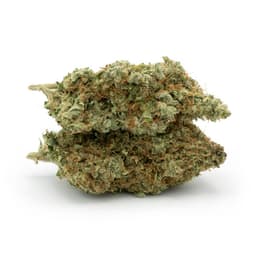 Purple Pig cannabis strain