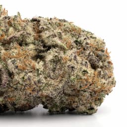 Purple Platinum cannabis strain