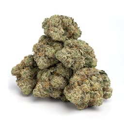 Purple Princess cannabis strain