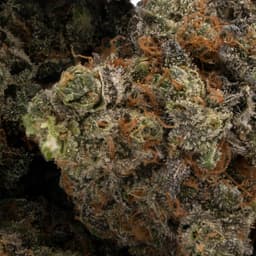 Purple Verde cannabis strain