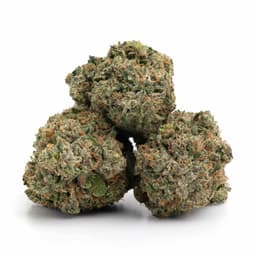 Race Fuel OG cannabis strain