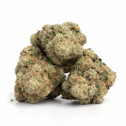 Raiders Cookies cannabis strain