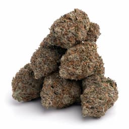 SLV OG cannabis strain
