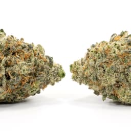 Salmon River OG cannabis strain