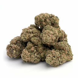 Sierra OG cannabis strain