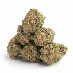 Snake Eyes OG cannabis strain